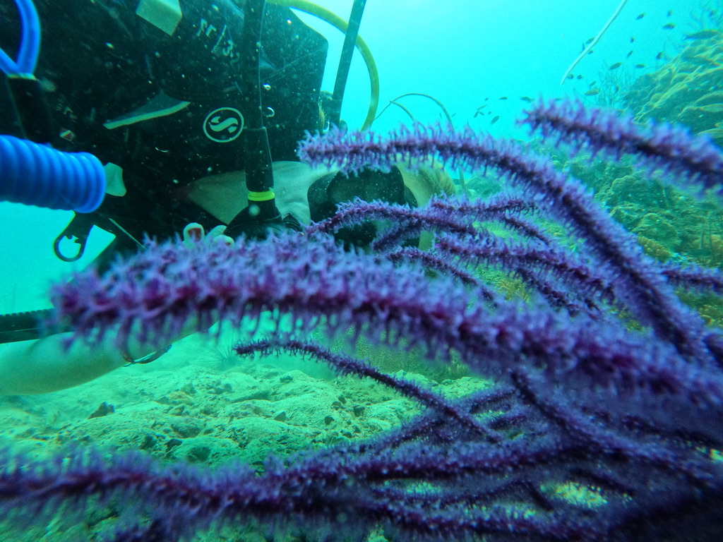 Diving Nha Trang | Explore New Dive site