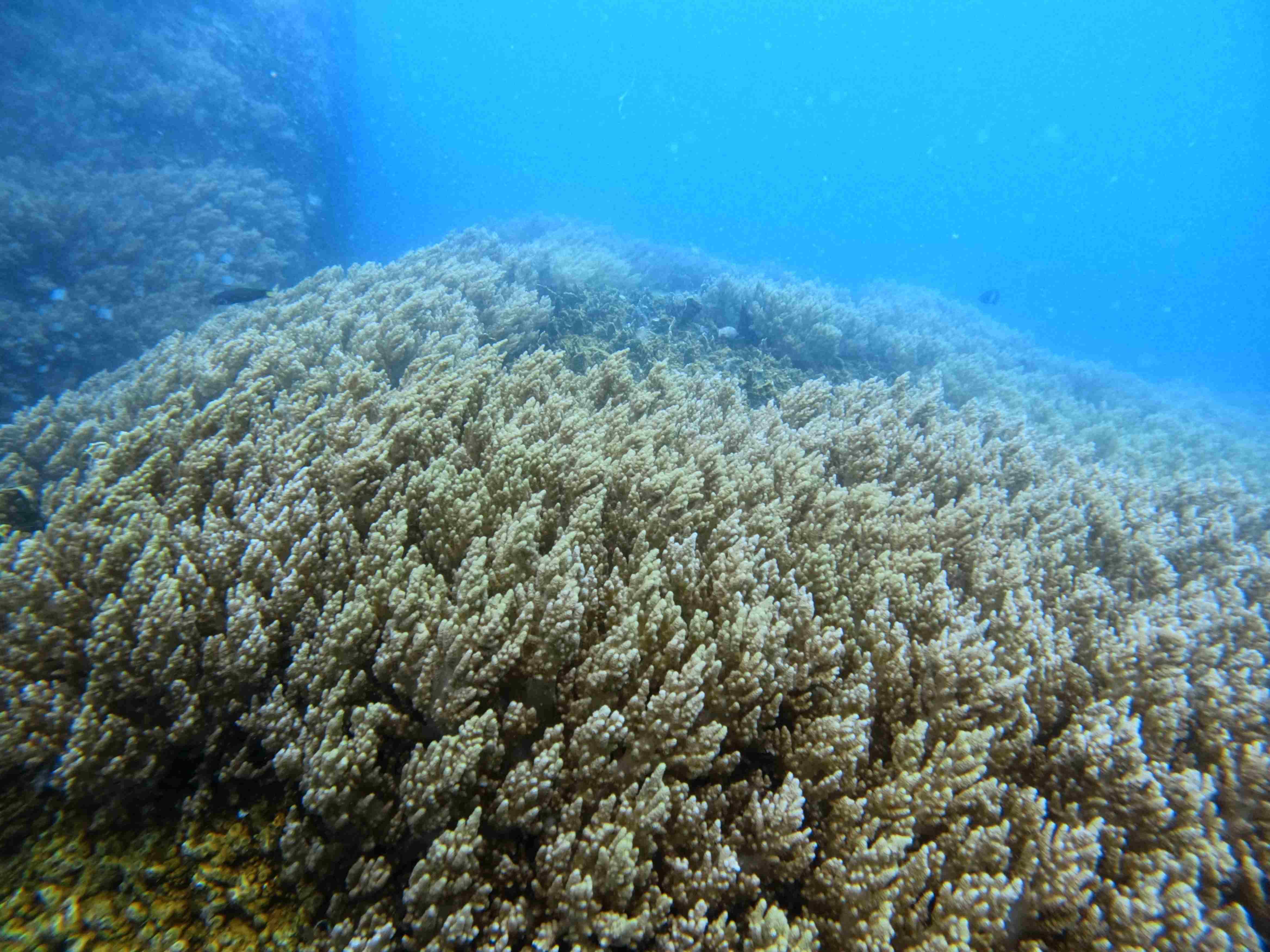 Khám Phá Vẻ Đẹp Dưới Đáy Vịnh Nha Trang Cùng Ecodive Vietnam – Trải Nghiệm Lặn Biển Chuyên Nghiệp và Bền Vững