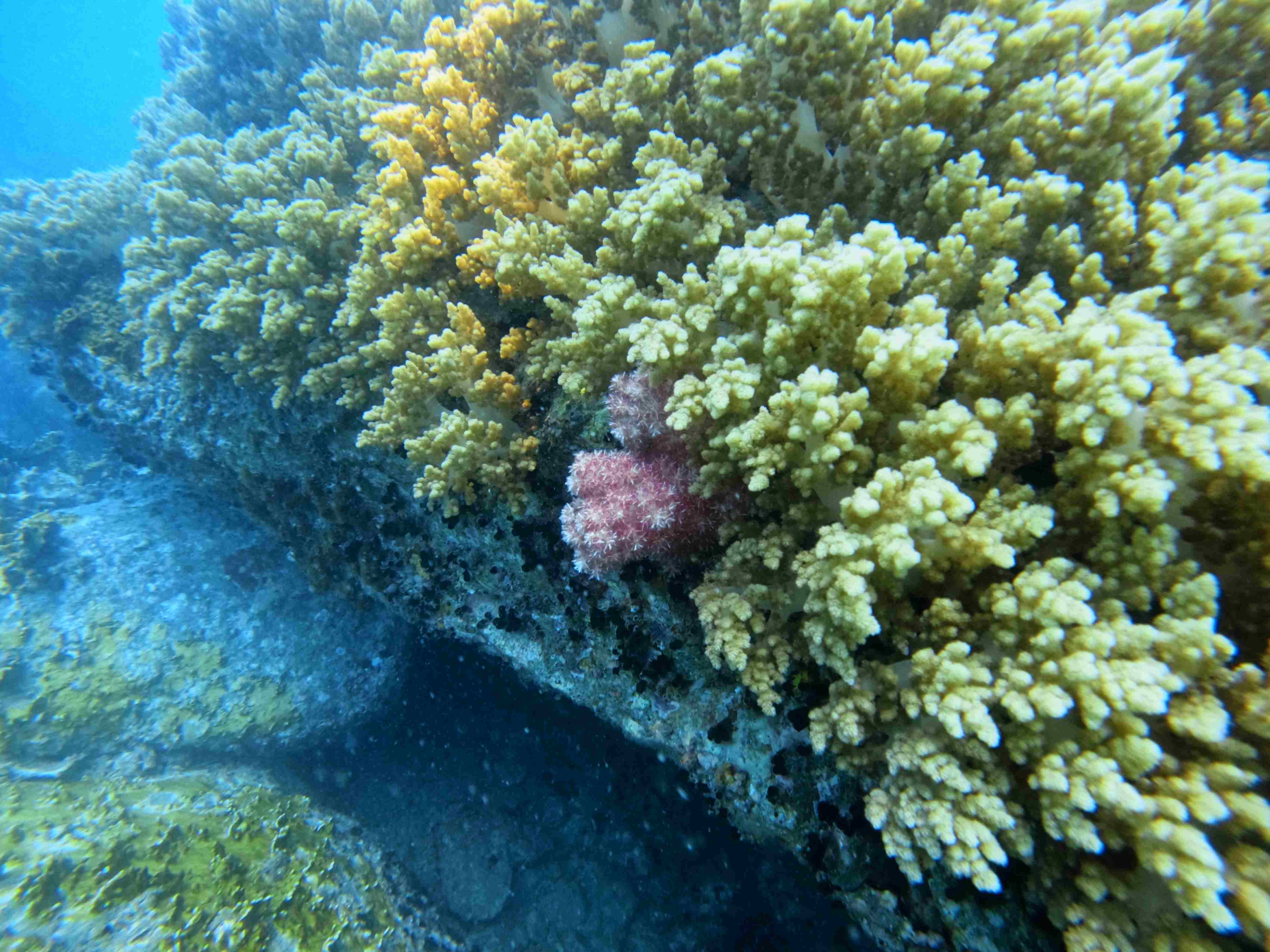 Rạn San hô mềm - Hòn Bạc - ecodive vietnam