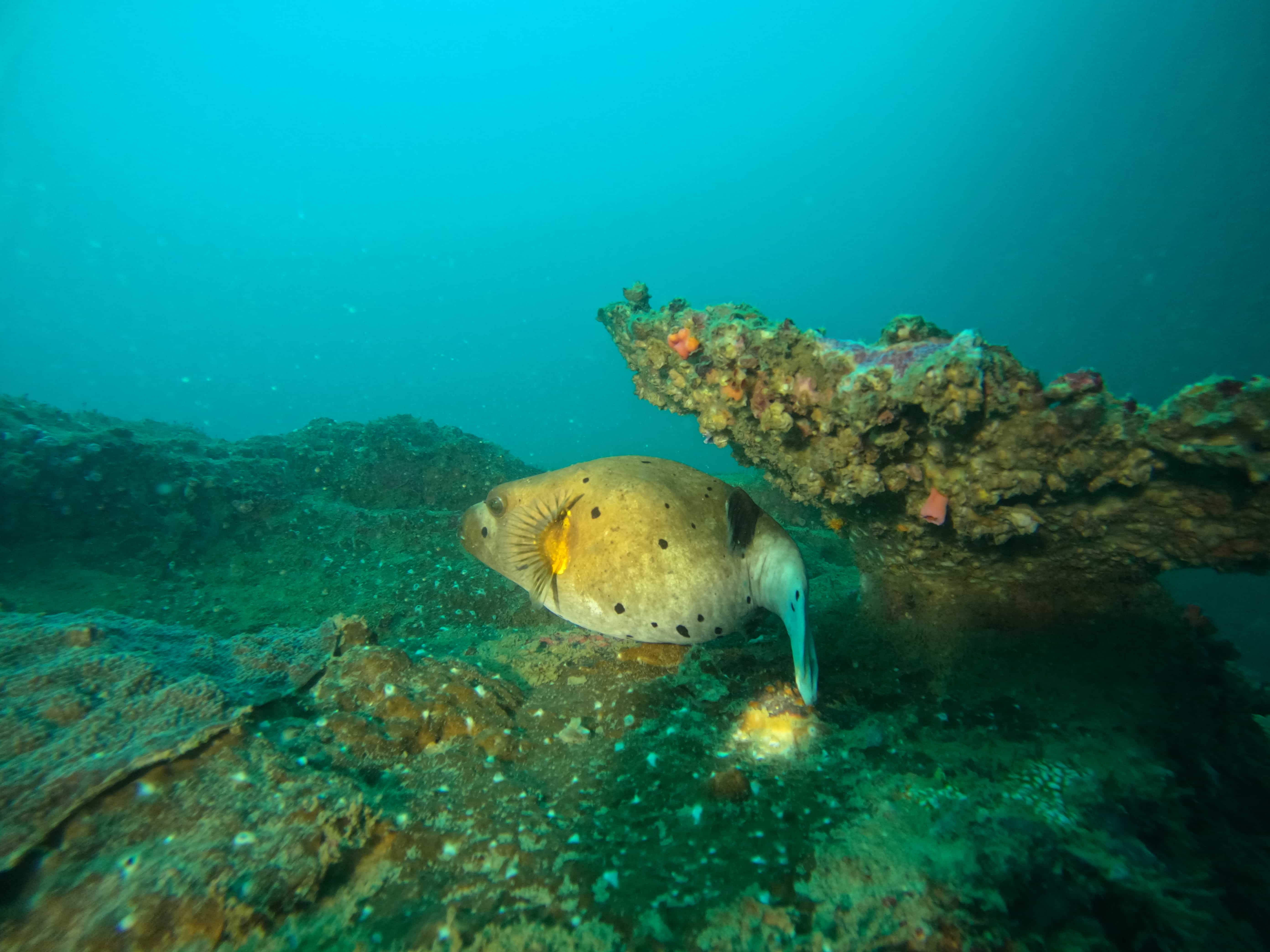 Night Diving
