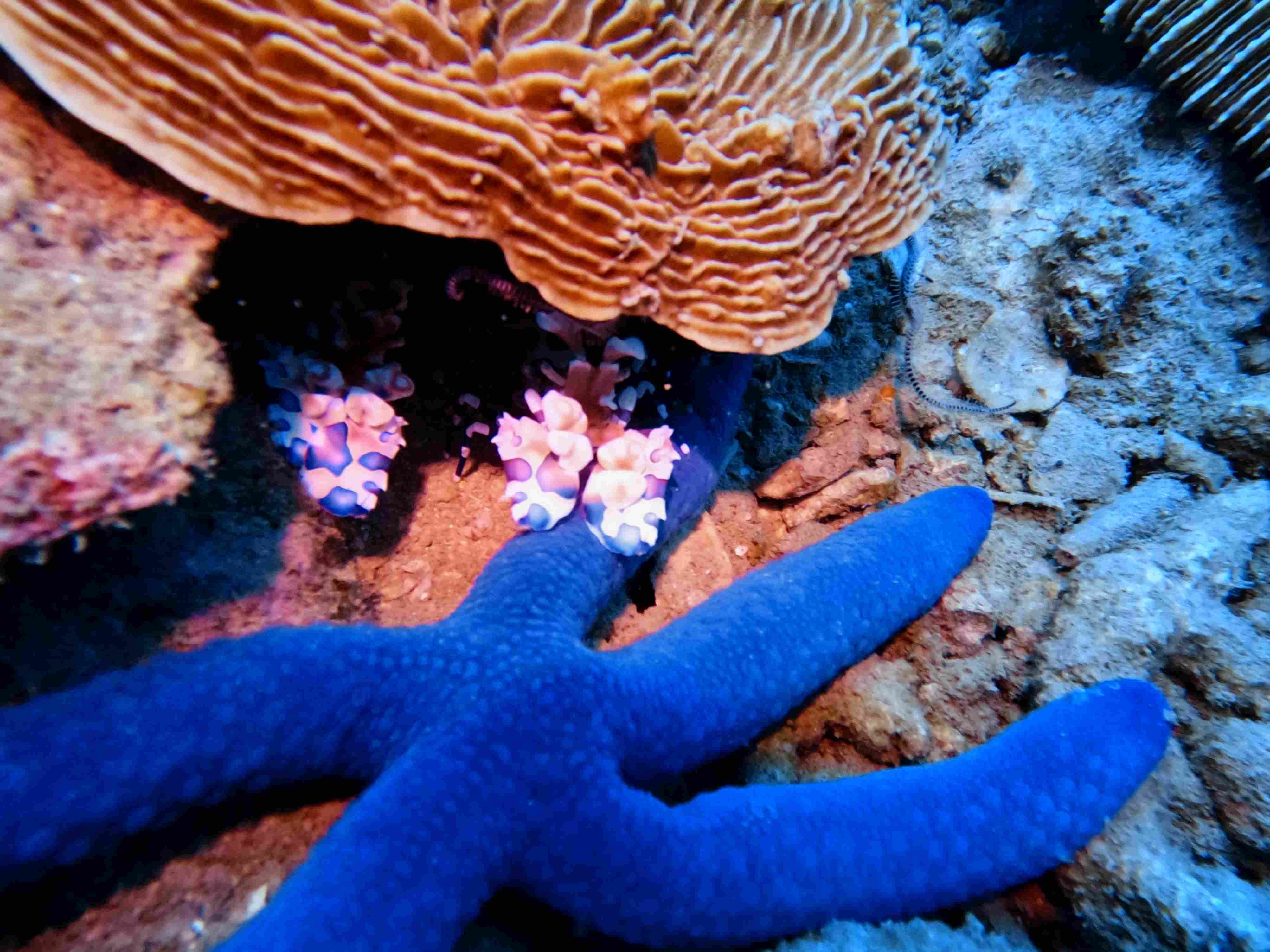 fun-diving-hon-bac