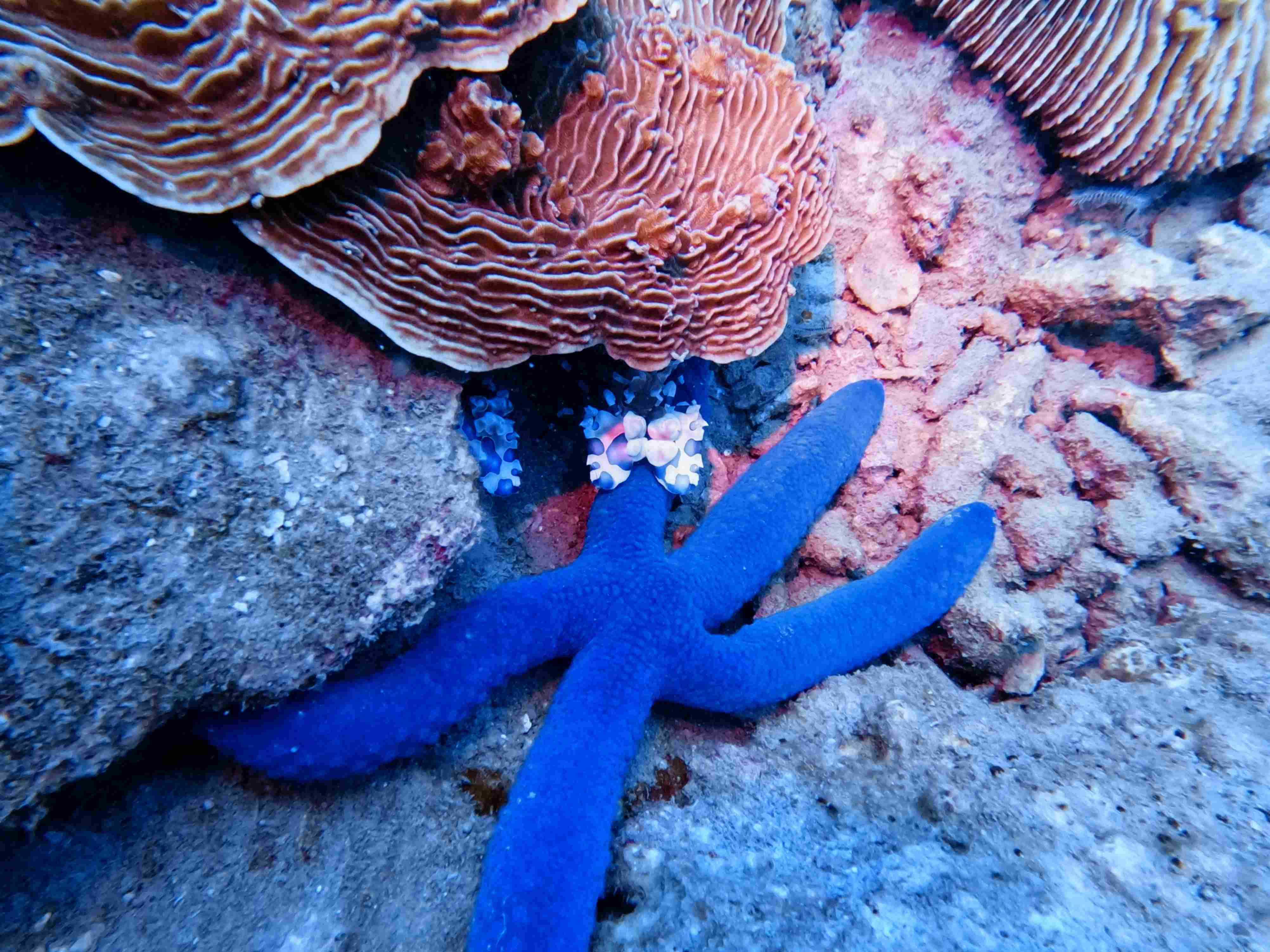 fun-diving-hon-bac