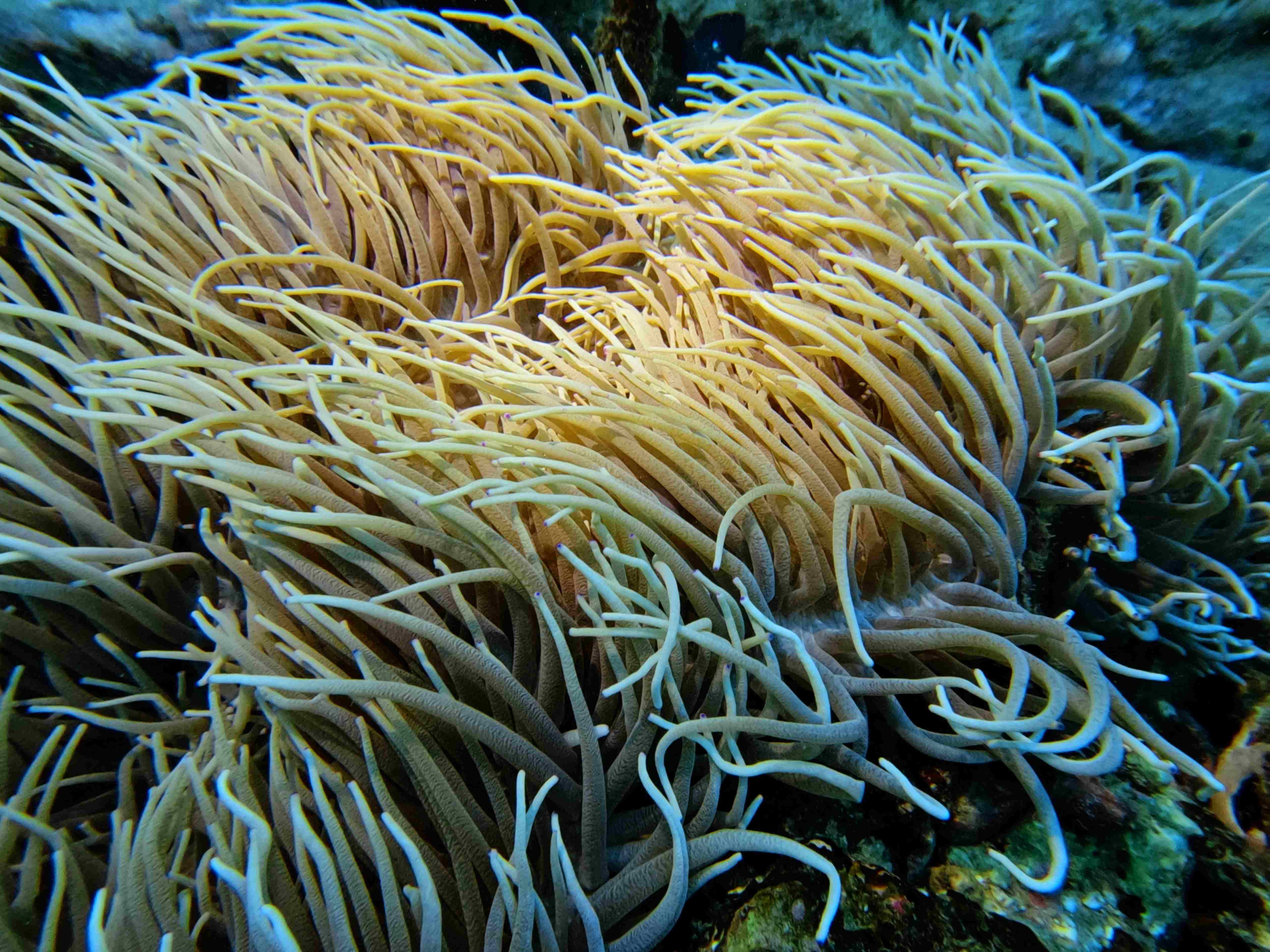 fun-diving-hon-noc-nha-trang
