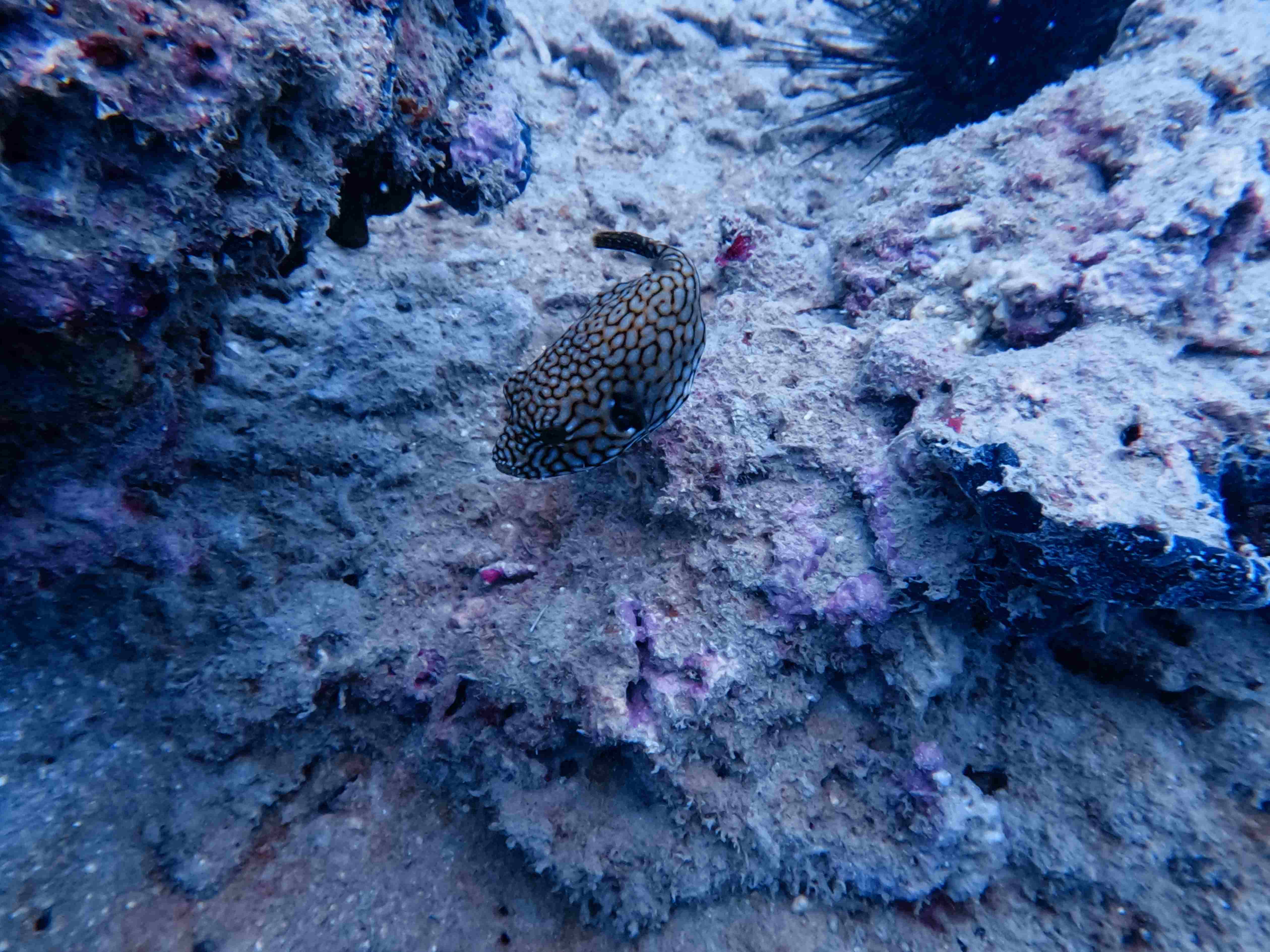 fun-diving-hon-noc-nha-trang