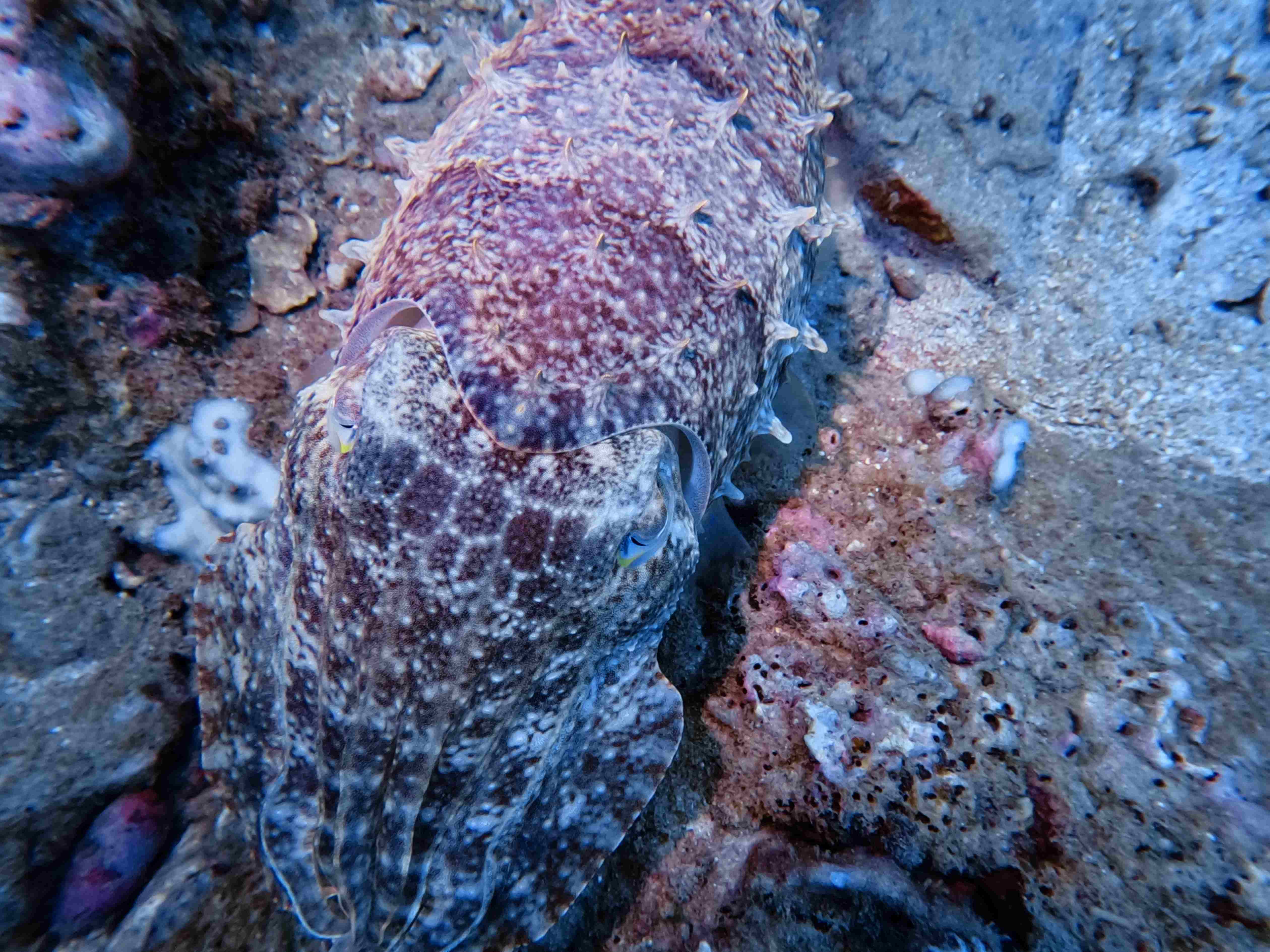 fun-diving-hon-noc-nha-trang