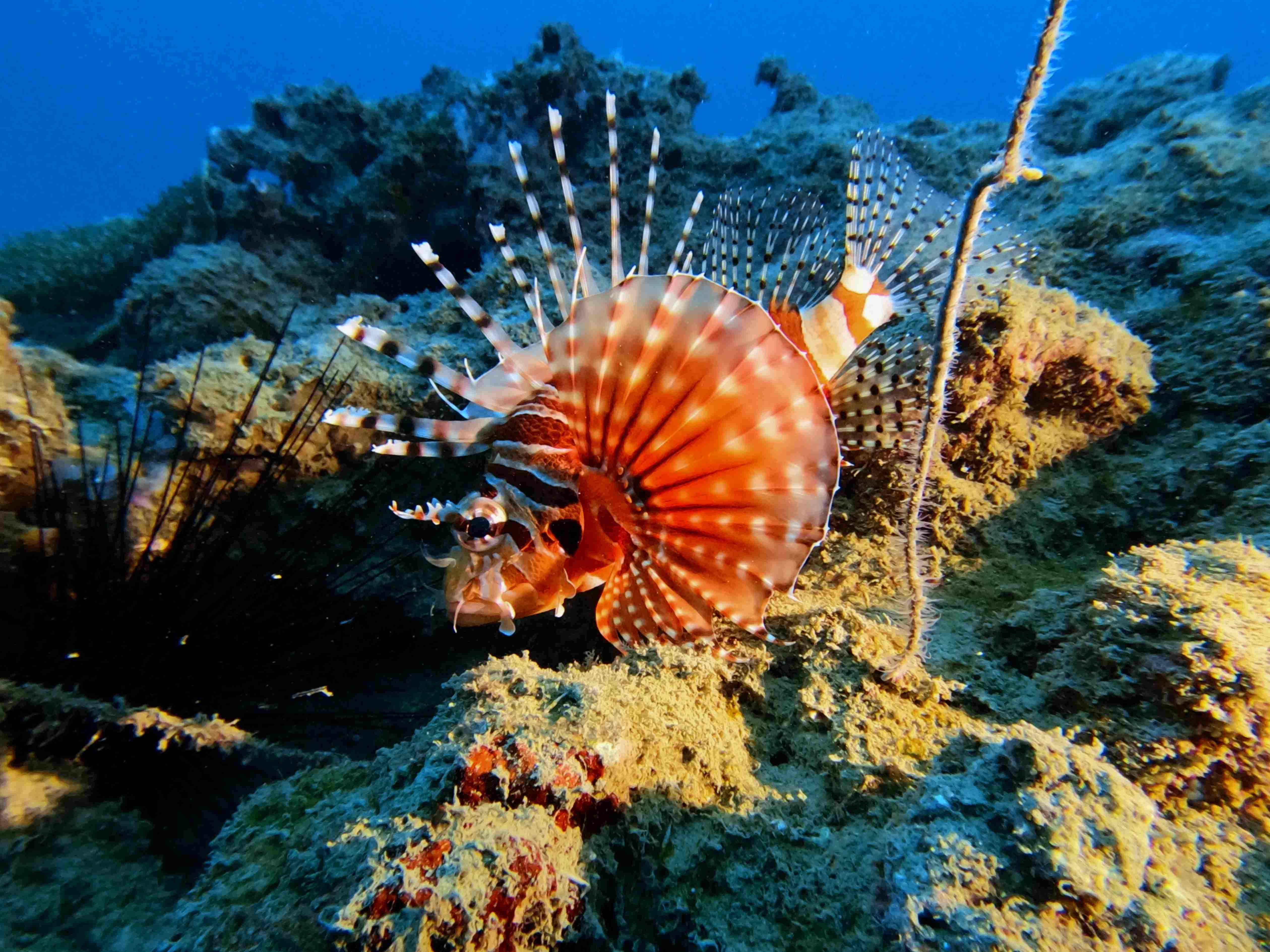 fun-diving-hon-noc-nha-trang