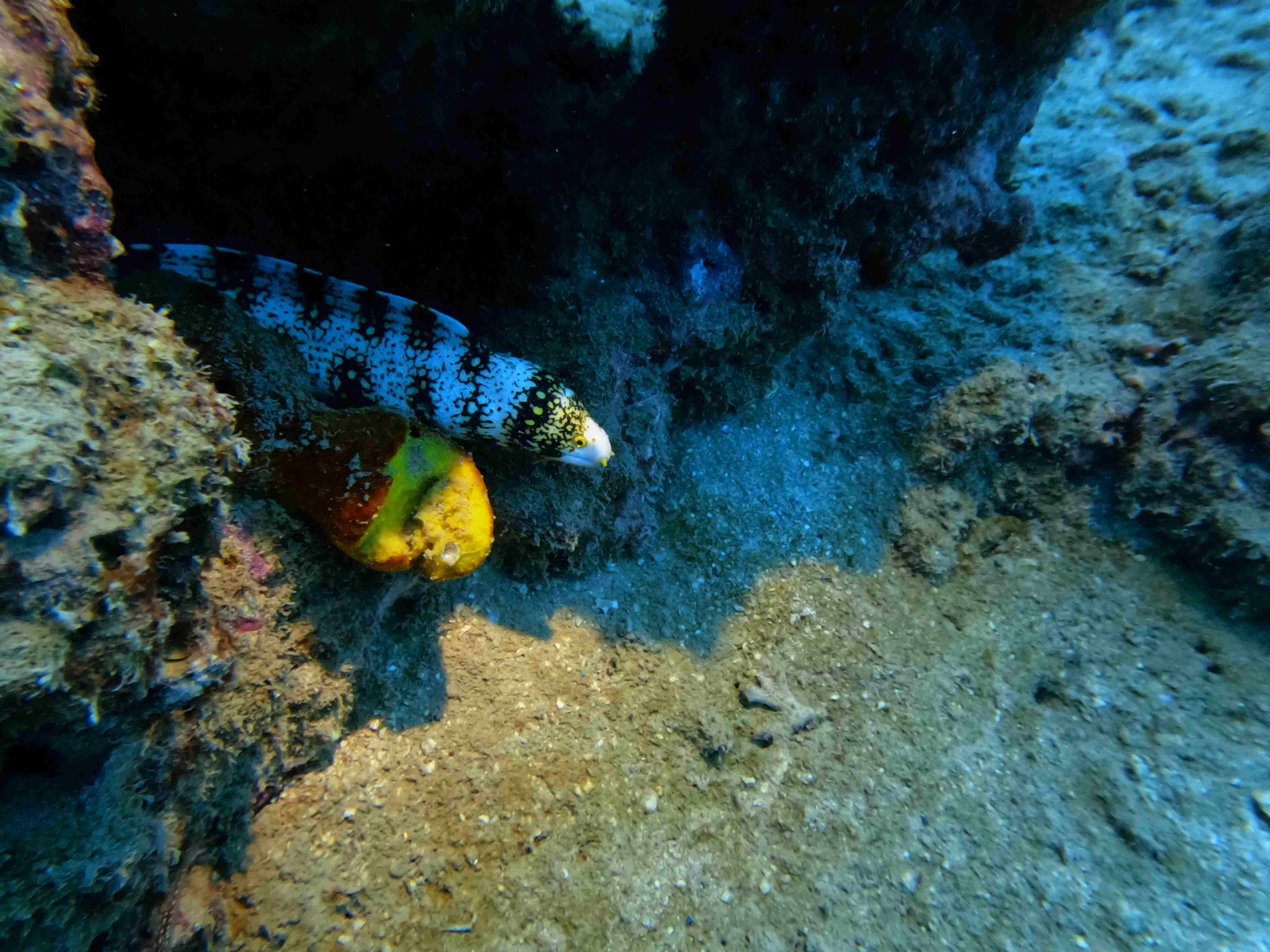 fun-diving-hon-noc-nha-trang
