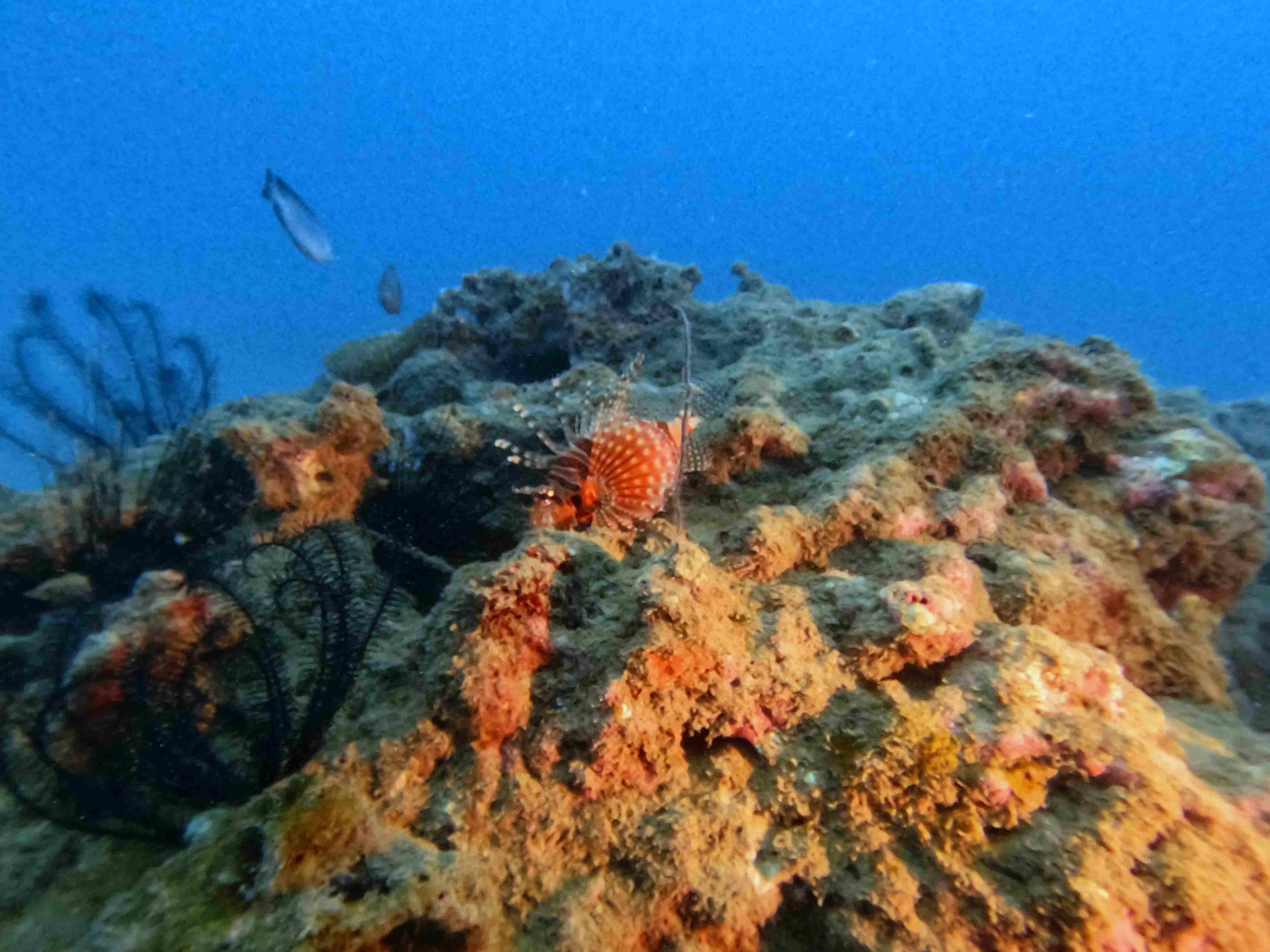 fun-diving-hon-noc-nha-trang