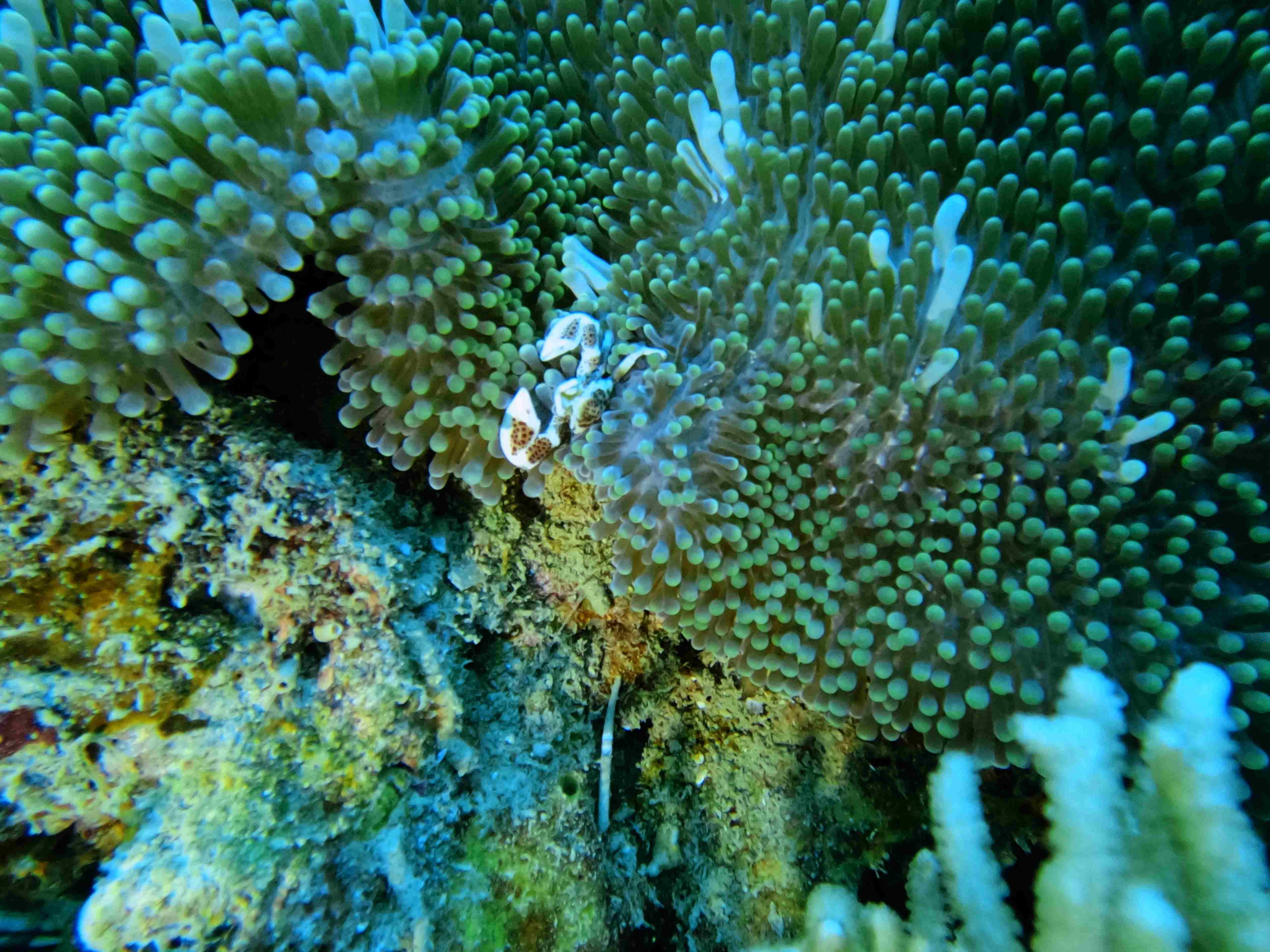 fun-diving-hon-noc-nha-trang