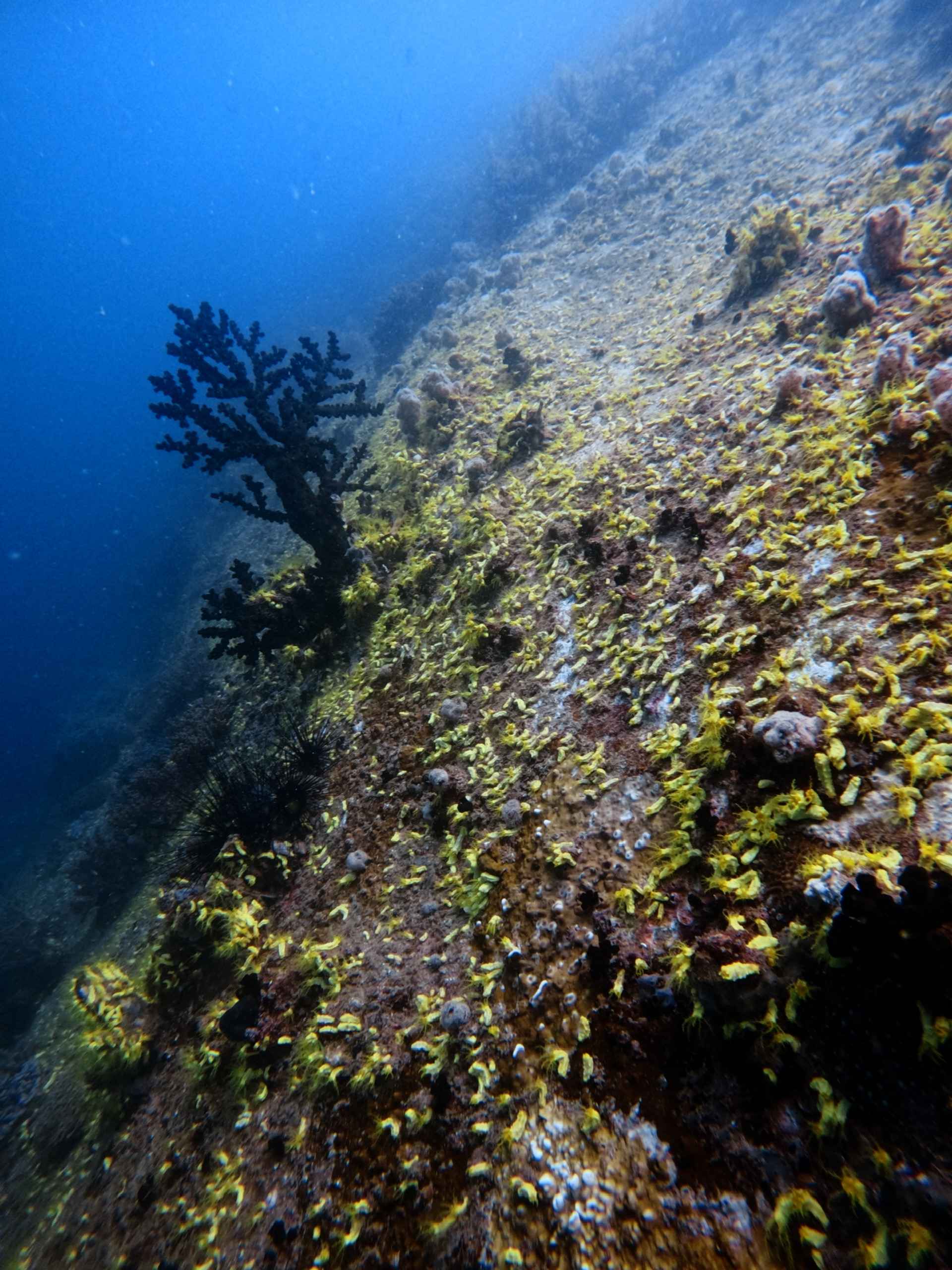fun-diving-van-phong