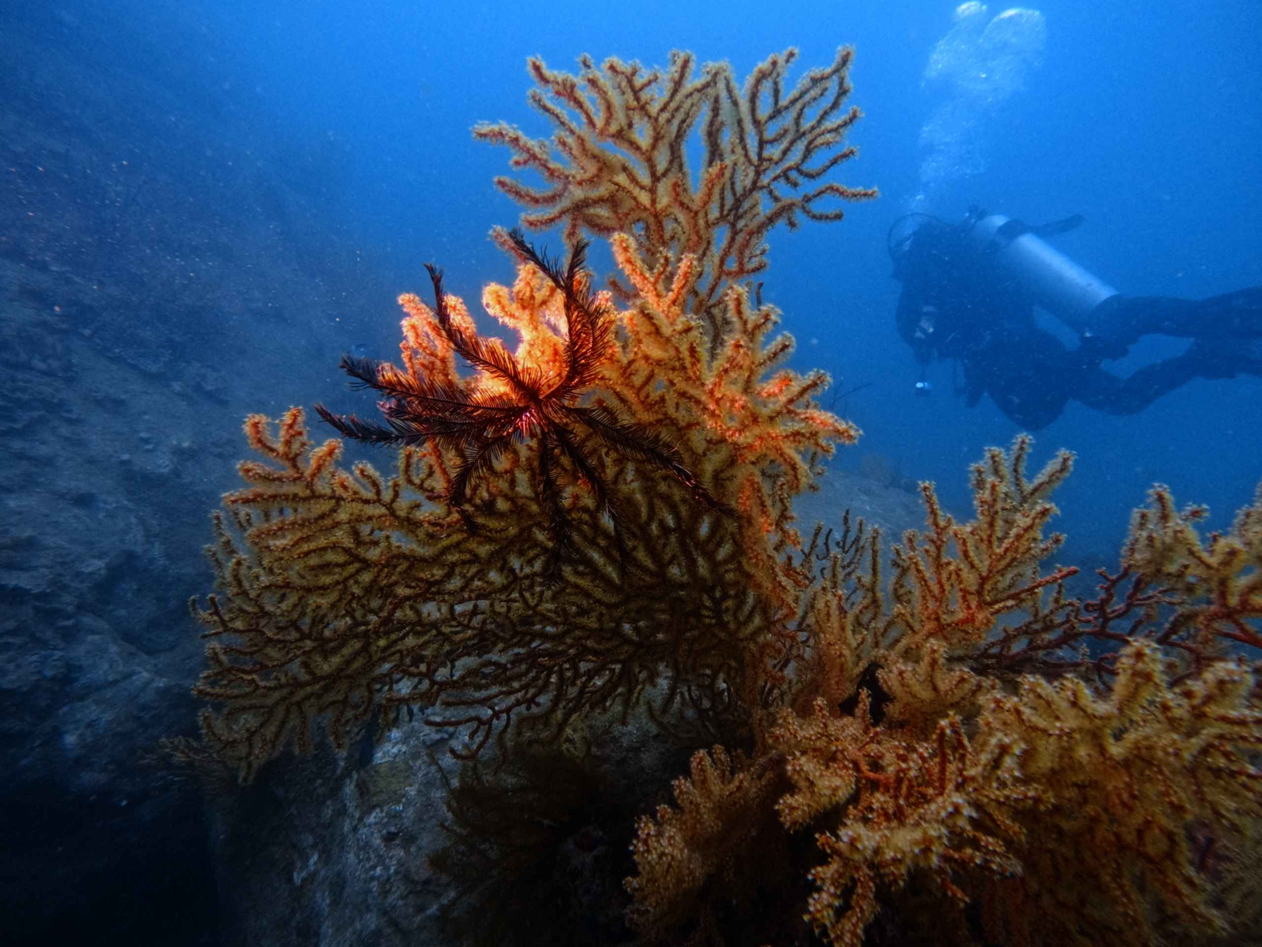 fun-diving-van-phong