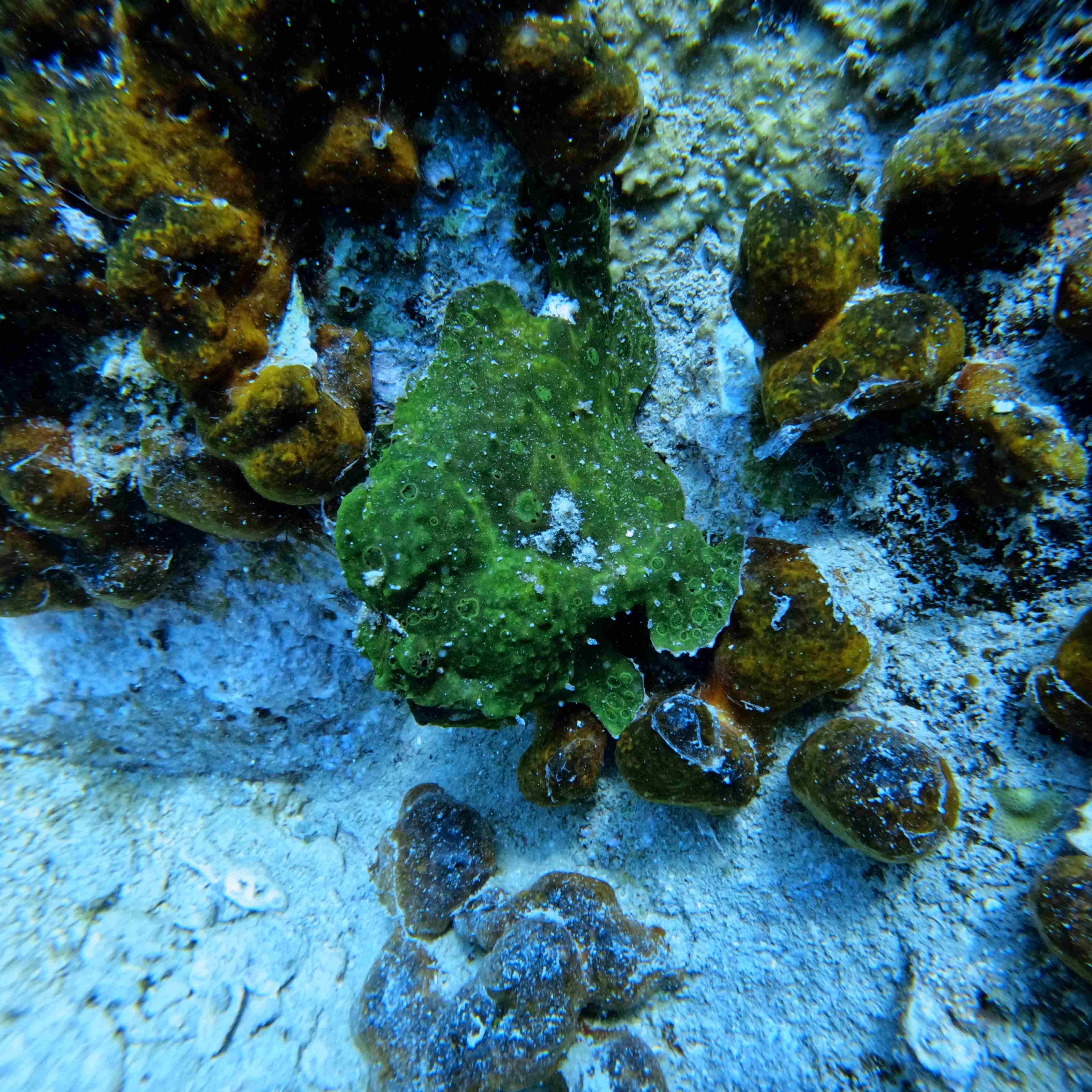 snorkeling-boi-voi-mat-kinh-va-ong-tho